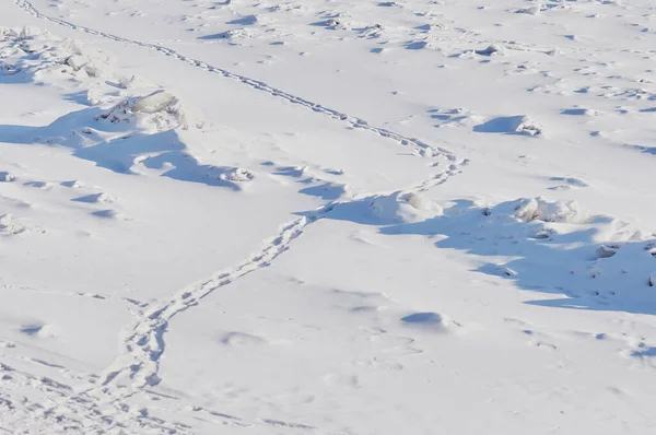 冬は雪と氷。自然な質感。川の晴れた日に光と影。犬のトラックを巻き。雪の中の人や動物の痕跡. — ストック写真