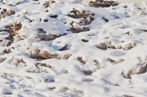 Natural texture of melting snow and ice in spring. The loose structure of snow is covered with a new fresh layer after a snowfall. Sunny day. — Stock Photo, Image