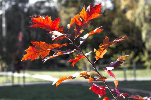 Φύλλα φθινοπώρου, κόκκινο φύλλωμα σφενδάμου σε φόντο δρόμου, επιλεκτική εστίαση — Φωτογραφία Αρχείου