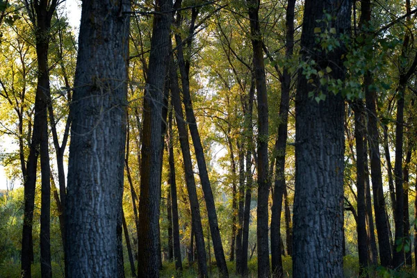 Sonbaharda yaprak döken ve yemyeşil ağaçlarla karışık ağaçlar. 