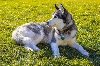 Bahçede yatan şirin Sibirya köpeği. Güneşli hava