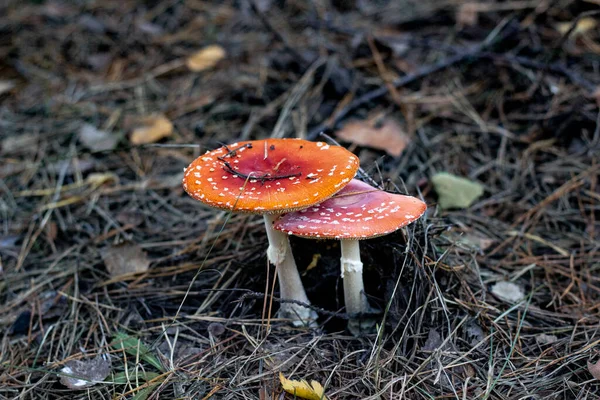 Kızıl çimenlerin üzerinde agarik mantarlar uçuşuyor. Latince adı Amanita muscaria. Zehirli mantarlar