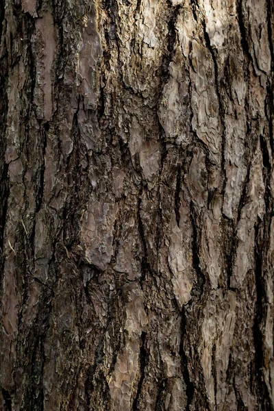 La corteccia di un grande vecchio albero nella foresta — Foto Stock
