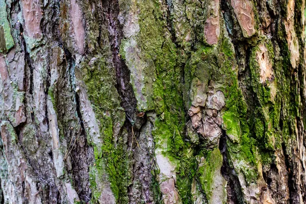 Ağaç kabuğunu kapat. Yeşil yosunlu yaşlı ağaç. Arkaplan. — Stok fotoğraf
