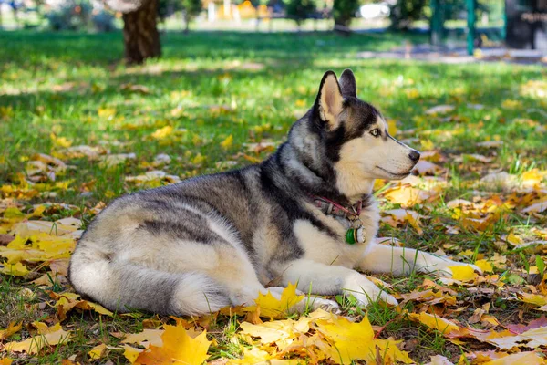 Syberyjski pies husky. Leży w parku na jesiennych liściach. — Zdjęcie stockowe