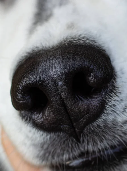 Macro shot of a dogs nose. Doggy wet black nose