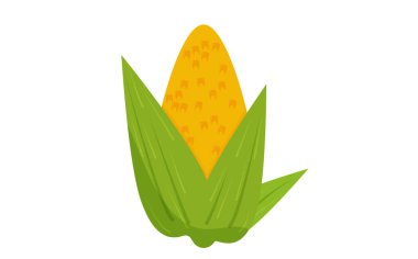 Beyaz arka planda izole edilmiş taze sarı mısır kulağı. Organik yiyecekler.