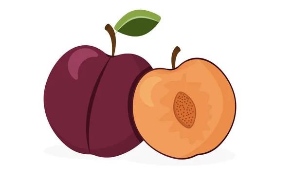 Ciruelas sobre fondo blanco. Frutas jugosas de ciruela morada. Fruta entera y media — Vector de stock