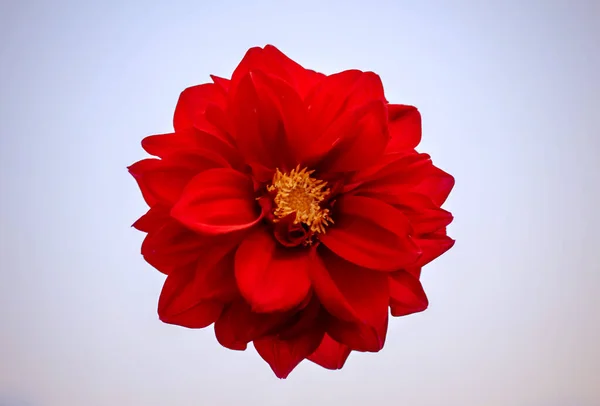 Большой Красный Цветок Белом Фоне Высокое Качество Фото — стоковое фото