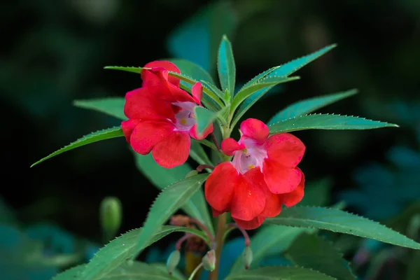 Маленькие Красные Цветы Растут Зелёном Стебле Высокое Качество Фото — стоковое фото