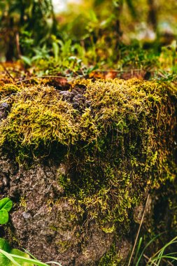 Ağaç kütüğü yosun ile kaplanmış.