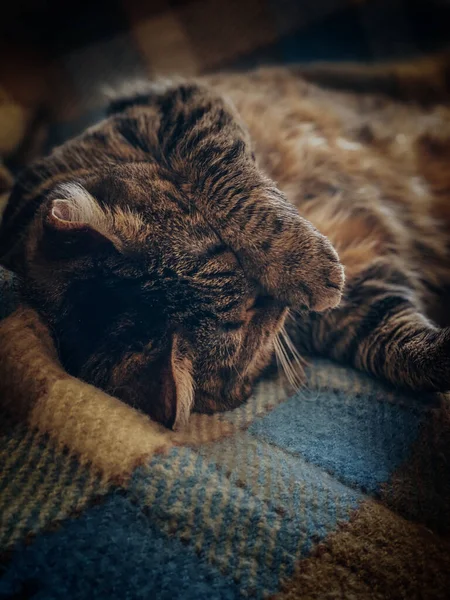 고양이는 앞발로 노즐을 — 스톡 사진
