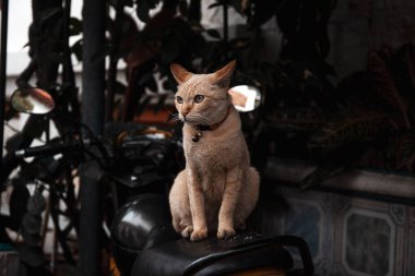 Bisikletli şirin kedi.