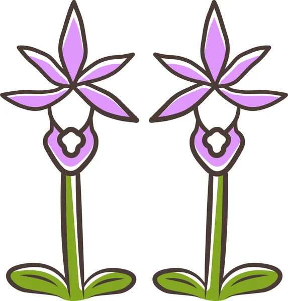 Bulbosa Wilde Bloem Calypso Orchidee Calypso Orchidee Pictogram — Stockvector