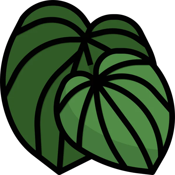 Botanische Ikone Der Pepromia Pflanze — Stockvektor
