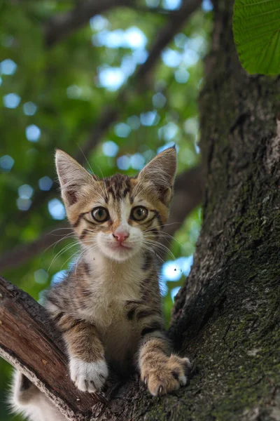 Bonito pequeno sem-teto gato com triste olhos — Fotografia de Stock