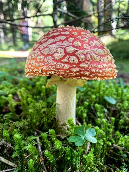 Röd svamp med vita prickar som växer i naturen — Stockfoto