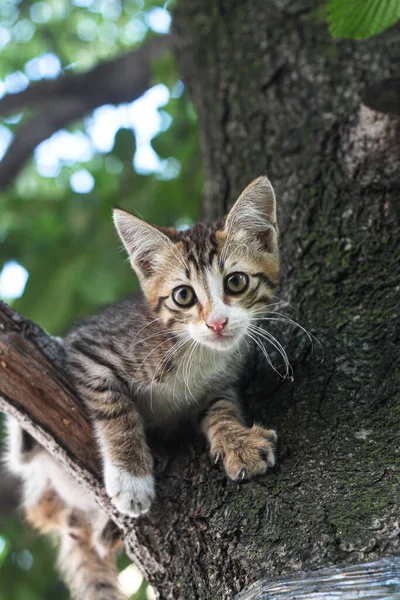 Bonito pequeno sem-teto gato com triste olhos sentado em uma árvore — Fotografia de Stock
