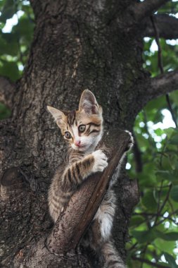 Ağacın üzerinde oturan üzgün gözlü sevimli evsiz kedi. 