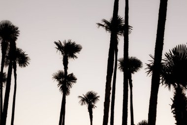 Gün batımı renklerinde avuç içi siluetleri 