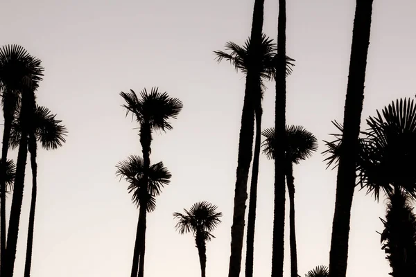Gün batımı renklerinde avuç içi siluetleri 