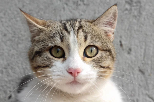 Gorda encantadora y seria gato retrato con grandes ojos verdes —  Fotos de Stock