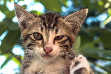 Huysuz ve yaramaz, göz kırpan kedicik. 