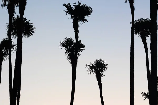 Silhuetas de palma em cores de pôr do sol — Fotografia de Stock