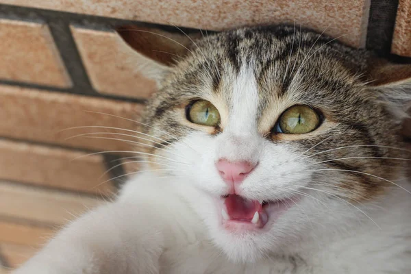 Непослушная кошка с большими зелеными просьбами, открытыми глазами и ртом — стоковое фото