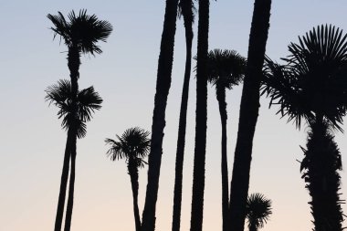 Gün batımı renklerinde avuç içi siluetleri 