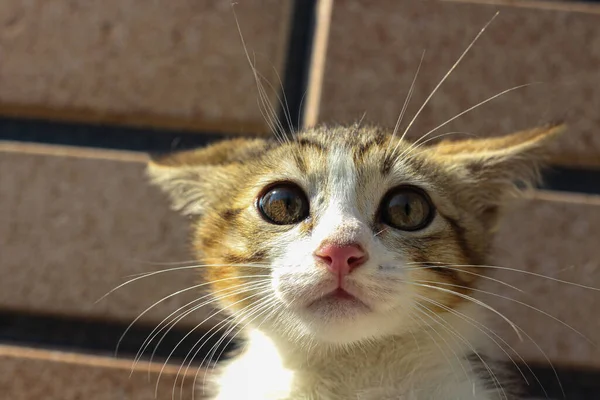 Un ritratto di un piccolo gattino carino con grandi occhi tristi — Foto Stock