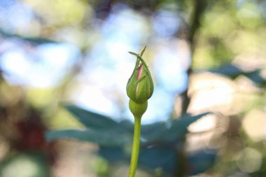 Gül tomurcuğu bahçeyi kapat. Bahar geliyor.