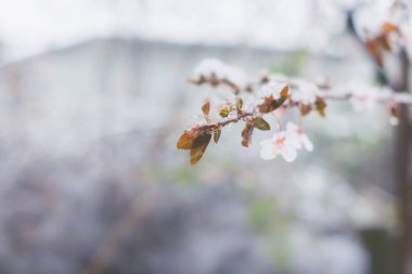 İlkbaharın başlarında karla kaplı taze kiraz çiçekleri. Yüksek anahtarlı şimşek