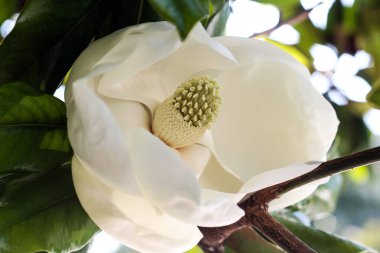 Beyaz manolya çiçeği çiçek açtı. Bahar ılık güneşli bir gün. Magnolia ihtişamı