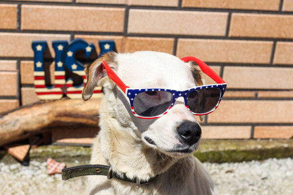 Американский патриот белая собака в американском стиле солнцезащитные очки празднует 4 июля США День независимости