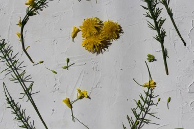 Düz beyaz desenli arka plan, taze sarı çayır çiçekleri ve yeşil yapraklarla.