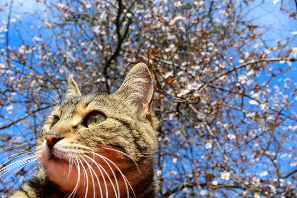 Профиль кота на заднем плане с цветущей вишней и голубым небом — стоковое фото