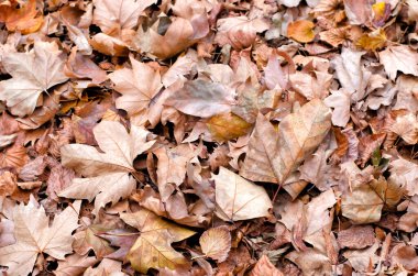 Çeşitli şekillerde ağaçların sonbahar yapraklarının dekoratif arka planı.