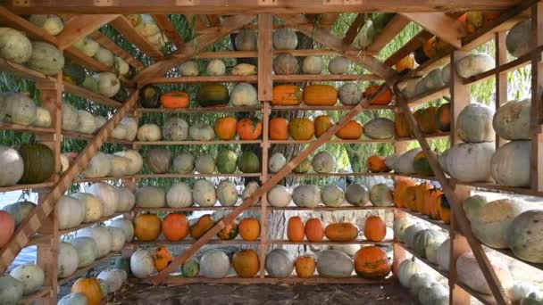 Houten Huis Gemaakt Van Pompoenen Een Boerderij — Stockvideo