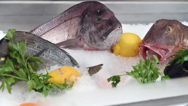 意大利圣雷莫一家餐馆的冰上鱼 — 图库视频影像