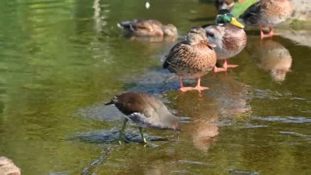 Rebhuhn Und Wildenten Ruhen Sich Auf Einem Teich Aus — Stockvideo