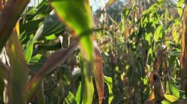 Mısır tarlasında mısır saplarının yakın görüntüsü