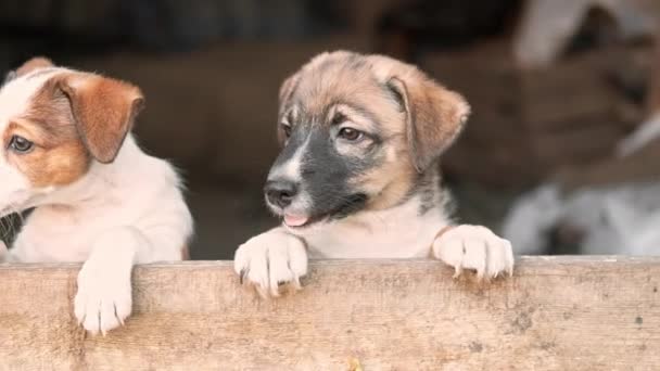 Dois Cachorros Pedindo Algo — Vídeo de Stock