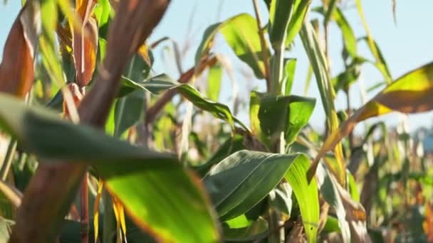 Close View Corn Stalks Corn Field — Stock Video