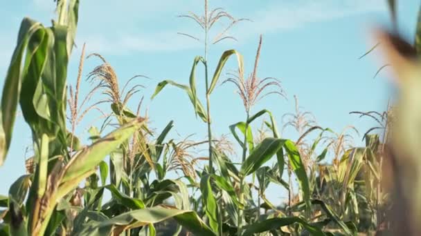 Крупный План Стеблей Кукурузы Кукурузном Поле — стоковое видео