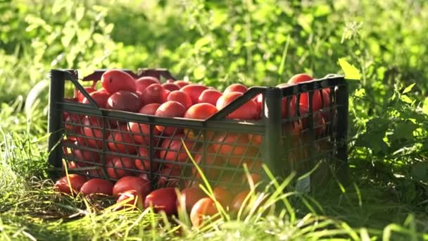 一盒土制西红柿放在草地上 — 图库视频影像