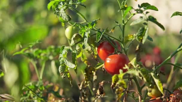 Close Zicht Een Struik Met Rode Groene Tomaten — Stockvideo