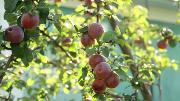 红苹果树的特写 — 图库视频影像