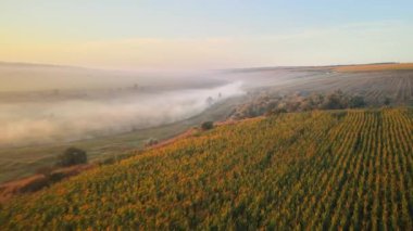 Gün batımında Moldova 'da doğanın insansız hava aracı görüntüsü. Sis ve duman havada, geniş alanlar