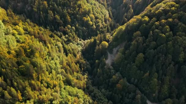Romanya Doğanın Insansız Hava Aracı Görüntüsü Karpat Dağları Tepeler Yemyeşil — Stok video